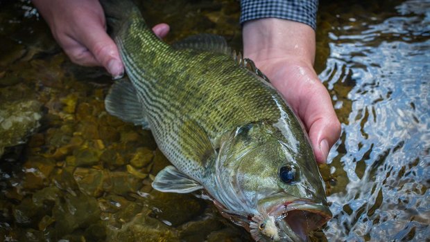 Guadalupe Bass being held in a hand just above the water