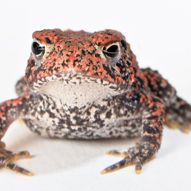 Houston Toad