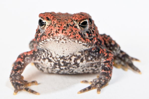 Houston Toad sitting on a white surface