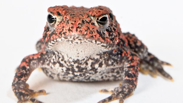 Houston Toad sitting on a white surface