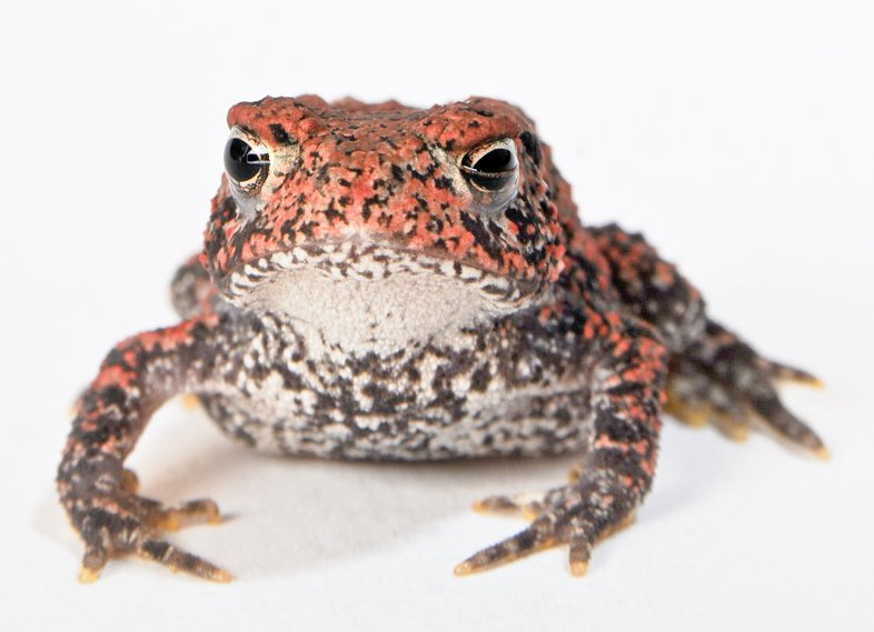 Houston Toad sitting on a white surface