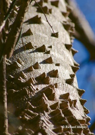 Old toothache trees cover the trunks with warty, knobby spines