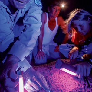 TPWD staff with guests in a cave shining florescent light on scorpion to see it glow