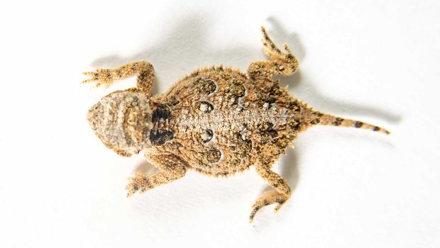 Horned Lizard white background