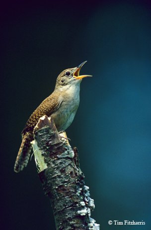 House Wren singing on top of a branch