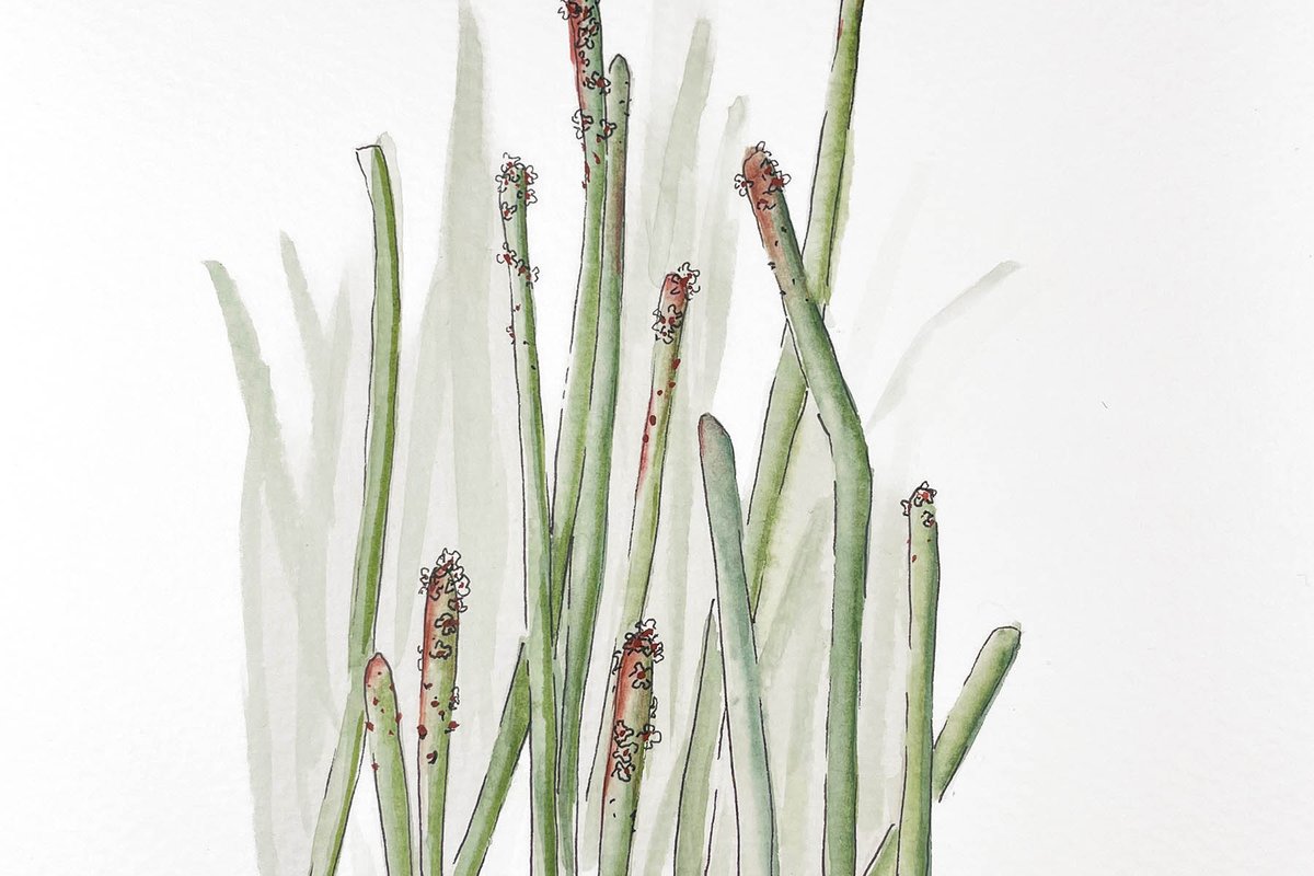 Illustration of Candelilla plant.