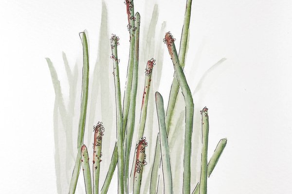 Illustration of Candelilla plant.