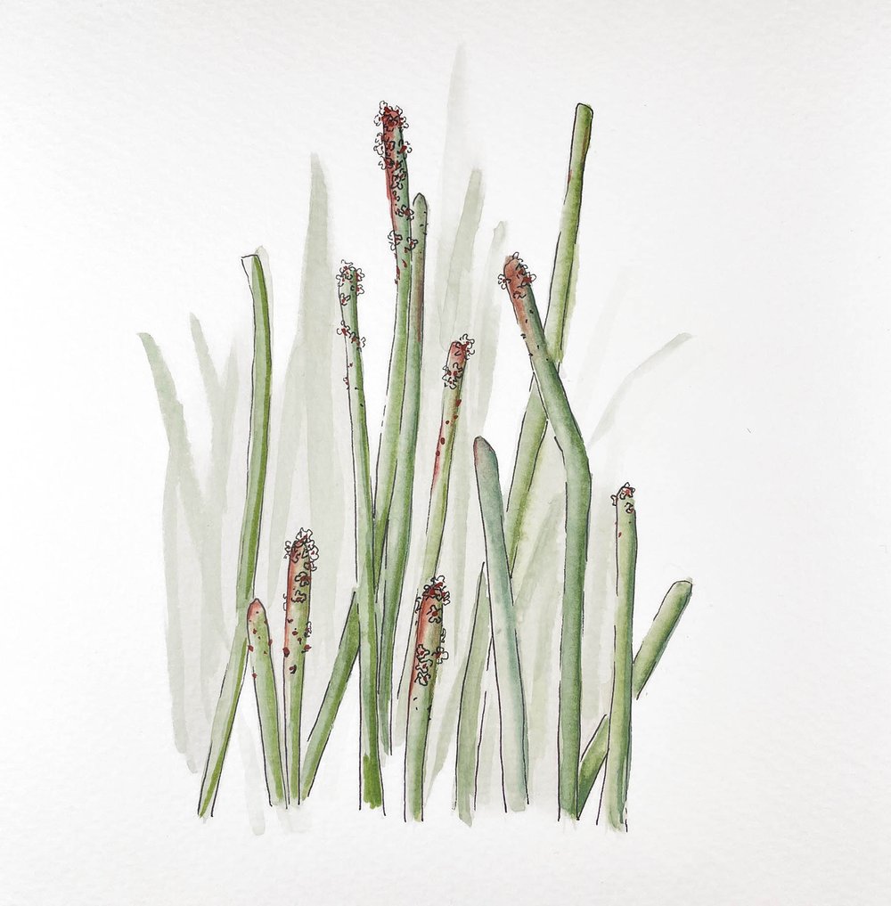 Illustration of Candelilla plant.