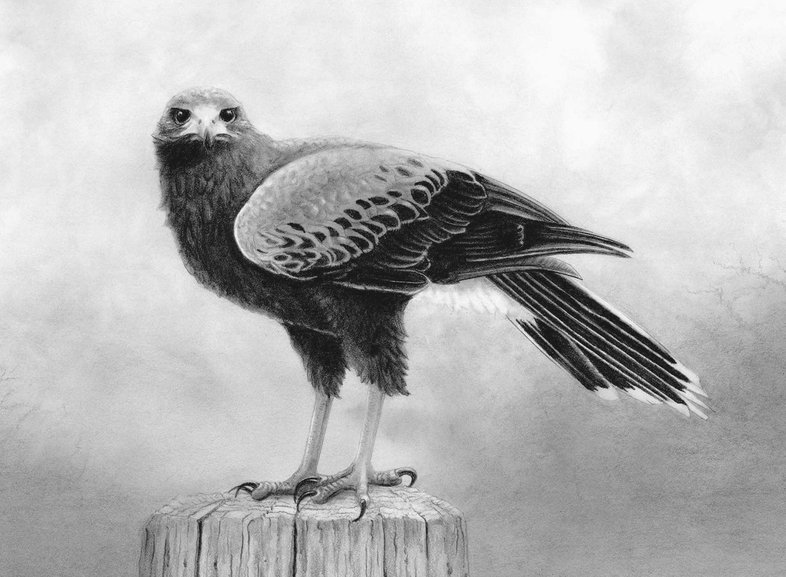 Illstration of a Harris's Hawk.