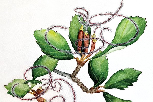 Illustration of Silverleaf mountain mahogany