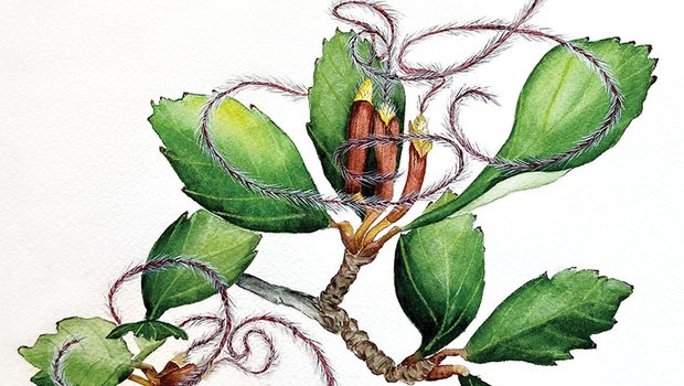 Illustration of Silverleaf mountain mahogany