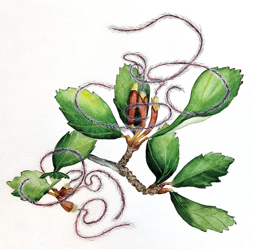 Illustration of Silverleaf mountain mahogany