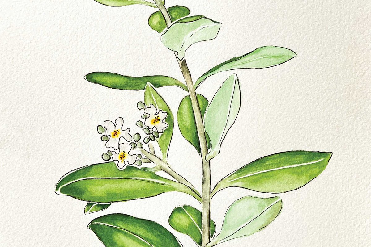 Illustration of a black mangrove with flowers.