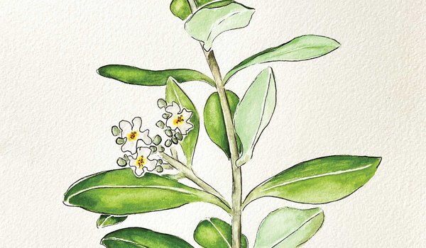 Illustration of a black mangrove with flowers.