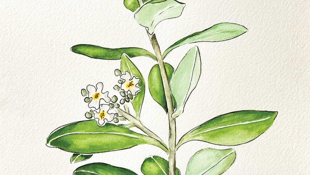 Illustration of a black mangrove with flowers.