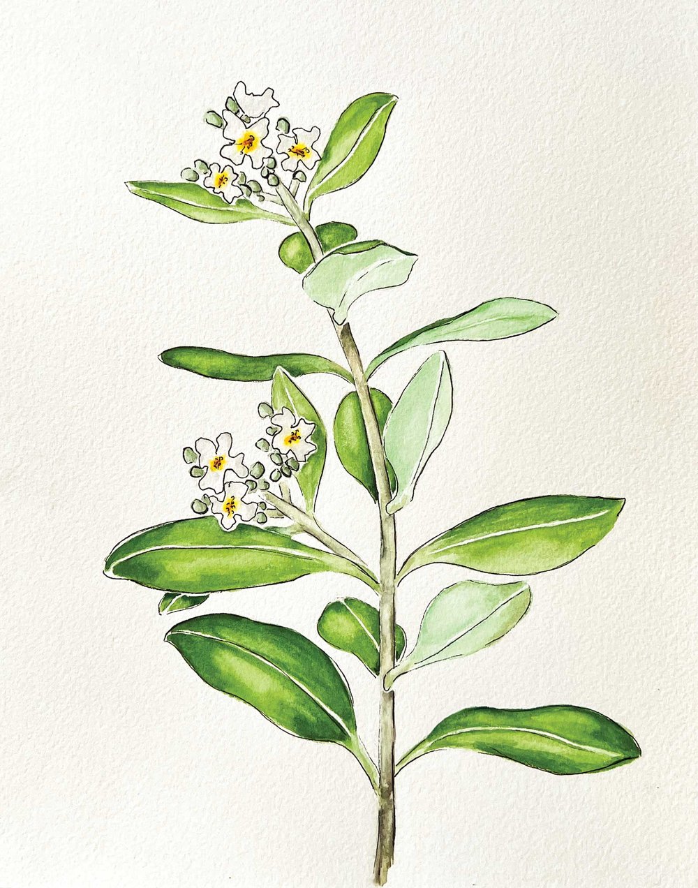 Illustration of a black mangrove with flowers.