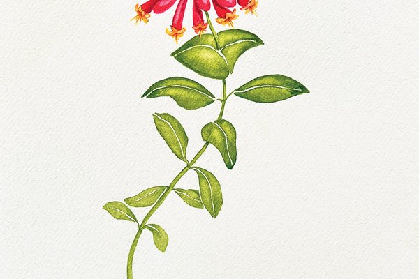 Illustration of pink and yellow honeysuckle