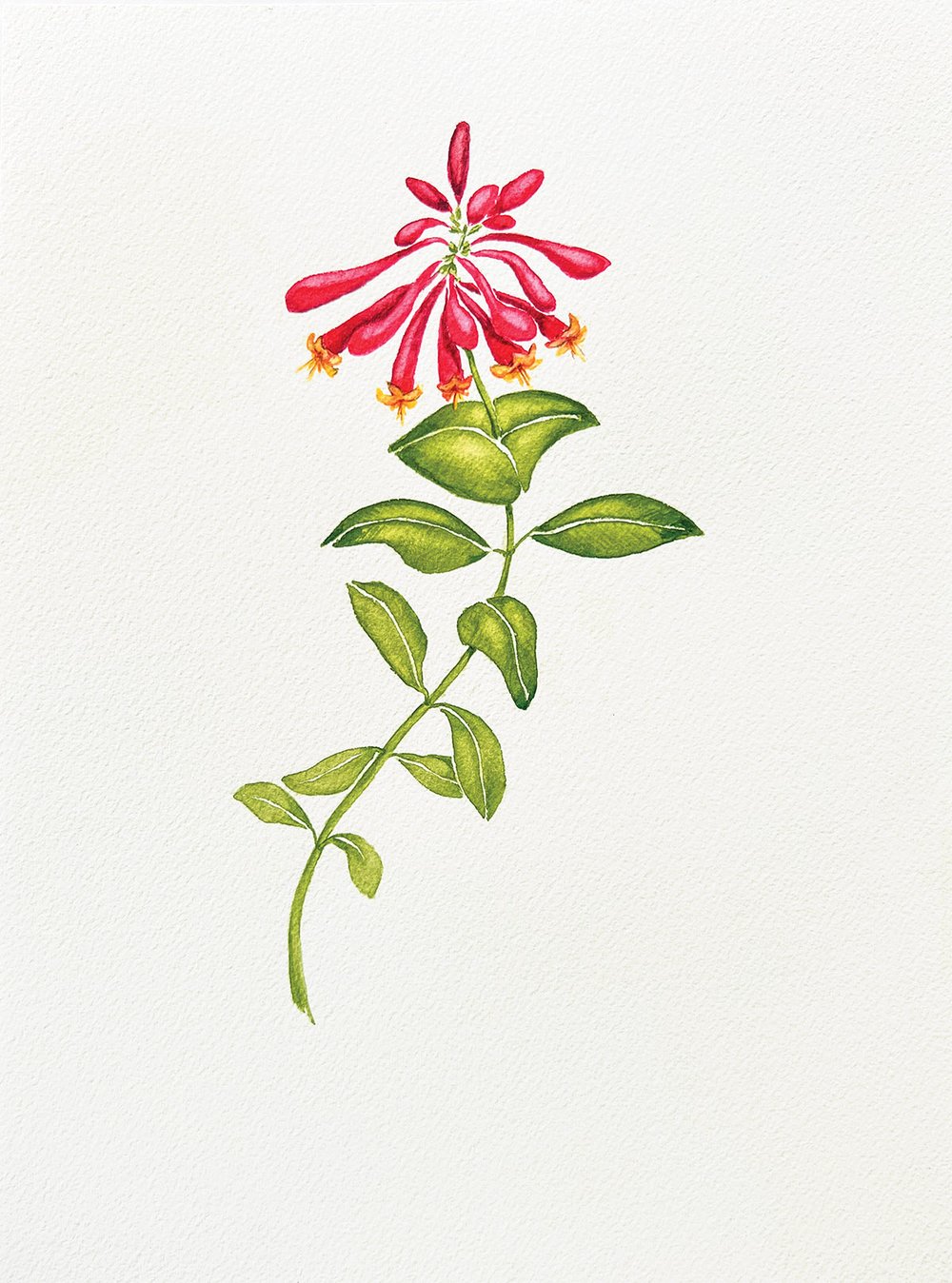 Illustration of pink and yellow honeysuckle