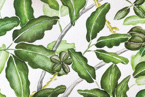 Illustration of the Tropical Limoncillo leaves