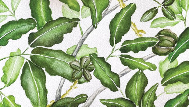 Illustration of the Tropical Limoncillo leaves