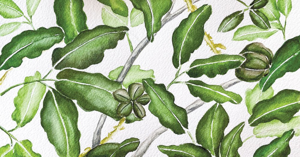 Illustration of the Tropical Limoncillo leaves