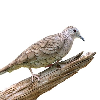 Inca Dove on a branch