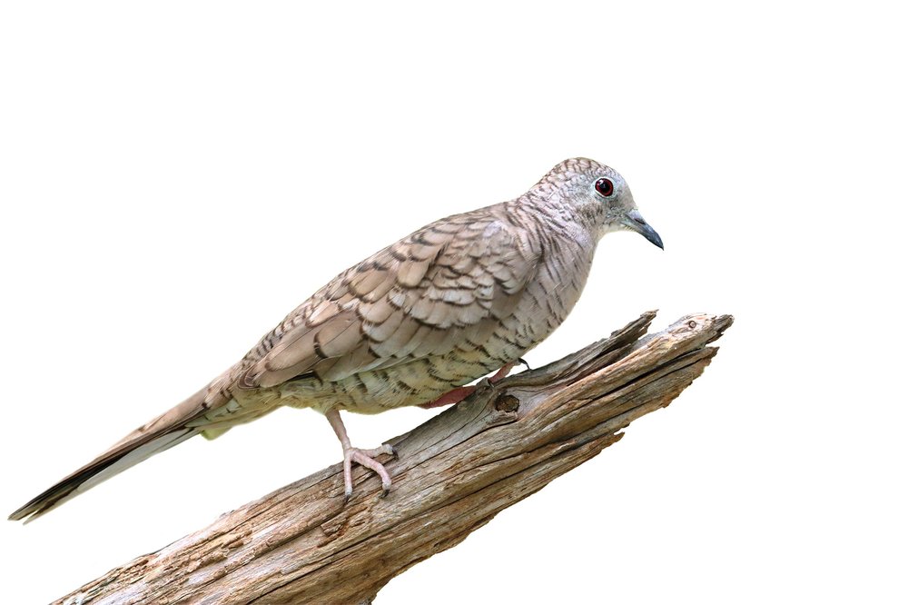 Inca Dove on a branch
