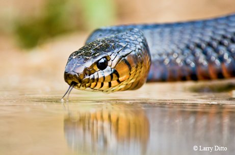 Texas Indigo Snake drinking water