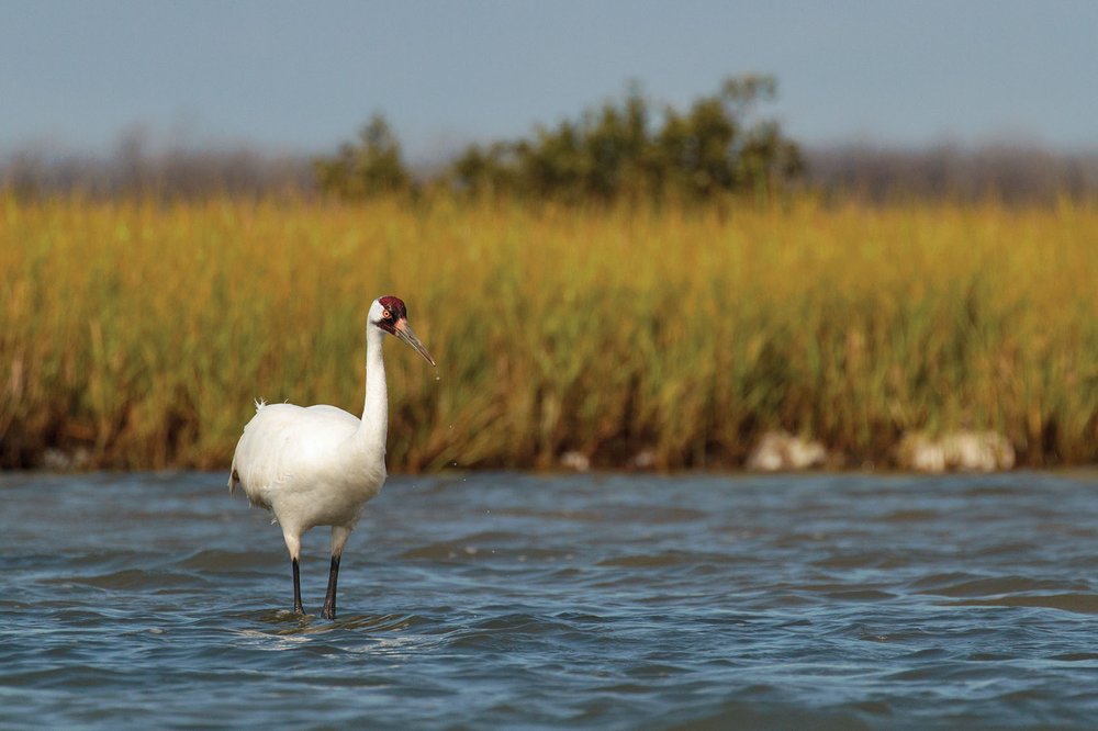 Whooping Crane stands in water along a reedy shoreline