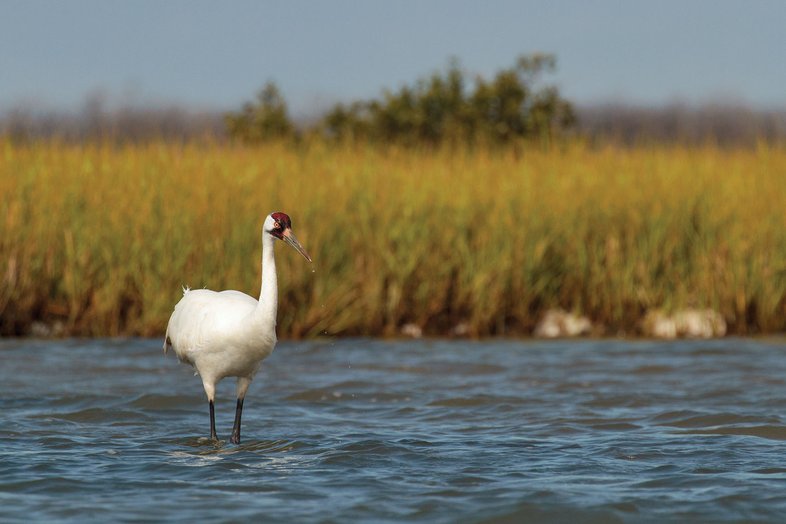 Whooping Crane stands in water along a reedy shoreline