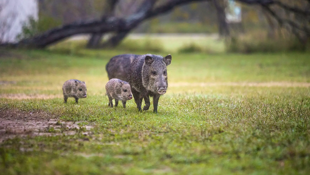 Javelinas travel in groups as they hunt for food.