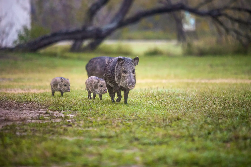 Javelinas travel in groups as they hunt for food.