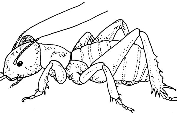 Jerusalem Cricket Sketch Illustration