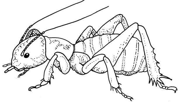 Jerusalem Cricket Sketch Illustration