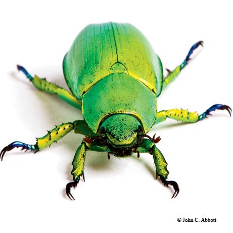 Green and Yellow Jewel Beetle
