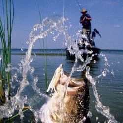Action shot of an angler catching a bass fish