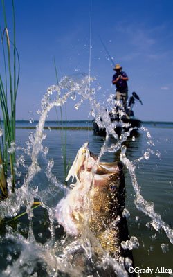 Action shot of an angler catching a bass fish