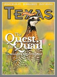 July 2012 Cover - brown and white speckle quail in grass - title: The Quest for Quail