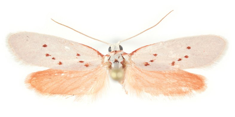 LACTURIDAE (Lactura Rubritegula) moth has with wings on the upper body which are white with deep pink spots. the back wings are a dusty rose color