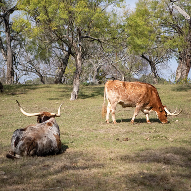 Lyndon B Johnson State Park longhorns meandering in a clearing