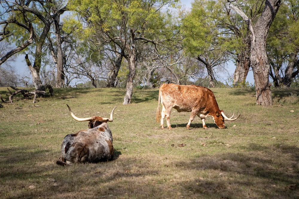 Lyndon B Johnson State Park longhorns meandering in a clearing