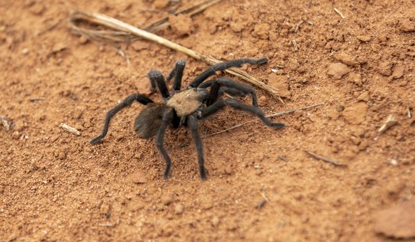 Tarantula on hard packed dirt crawling over a dried blade of grass.