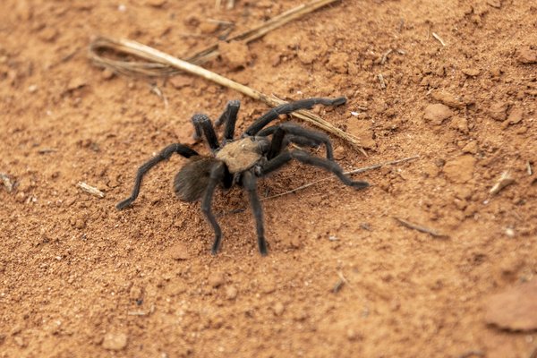 Tarantula on hard packed dirt crawling over a dried blade of grass.