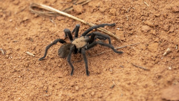 Tarantula on hard packed dirt crawling over a dried blade of grass.