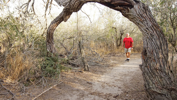 Man in red shirt walking towards an arched tree that covers the trail at Lake Corpus Christi’s Catfish Point Trail
