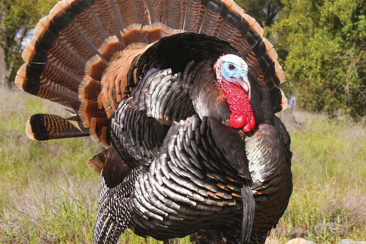 Large turkey standing on rocky, grassy ground with woods in the background