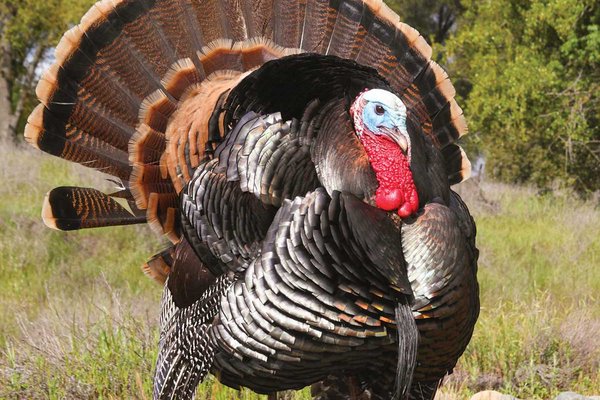 Large turkey standing on rocky, grassy ground with woods in the background