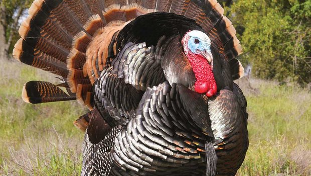 Large turkey standing on rocky, grassy ground with woods in the background