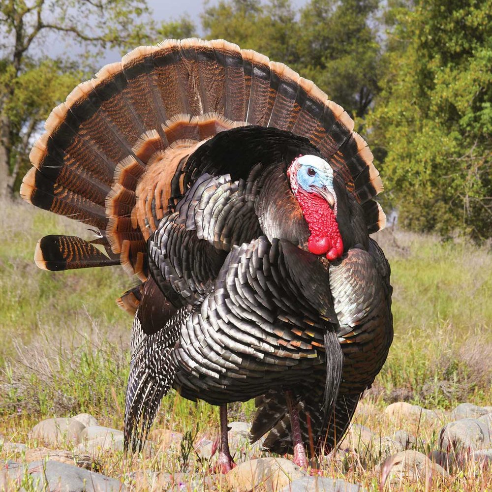 Large turkey standing on rocky, grassy ground with woods in the background