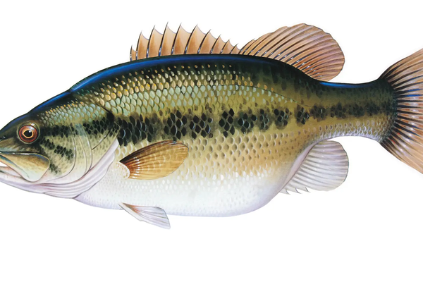 Largemouth bass head illustration